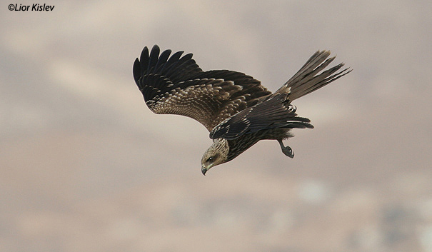 דיה שחורה Black Kite Milvus migrans                                                   עמק בית שאן נובמבר  2006